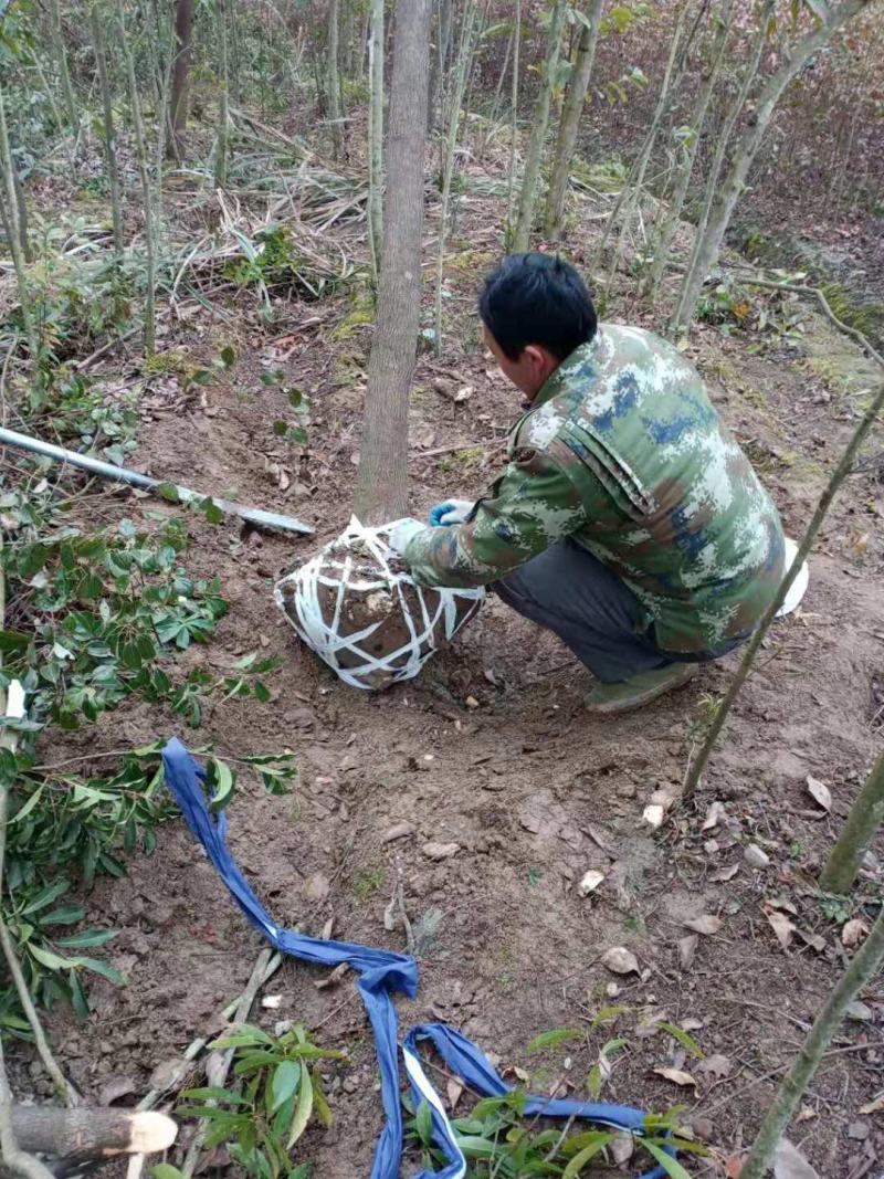 香樟树工程樟树绿化樟树小叶樟树大叶樟树骨架香樟全冠香樟