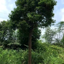 香樟树工程樟树绿化樟树小叶樟树大叶樟树骨架香樟全冠香樟