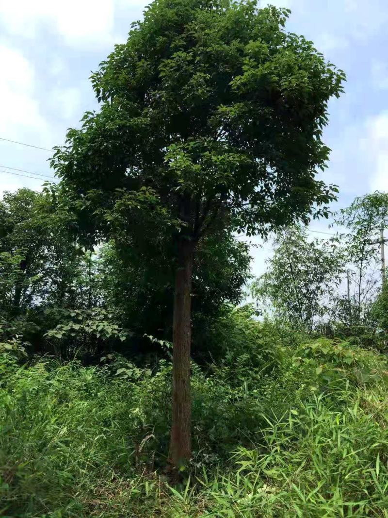 香樟树工程樟树绿化樟树小叶樟树大叶樟树骨架香樟全冠香樟