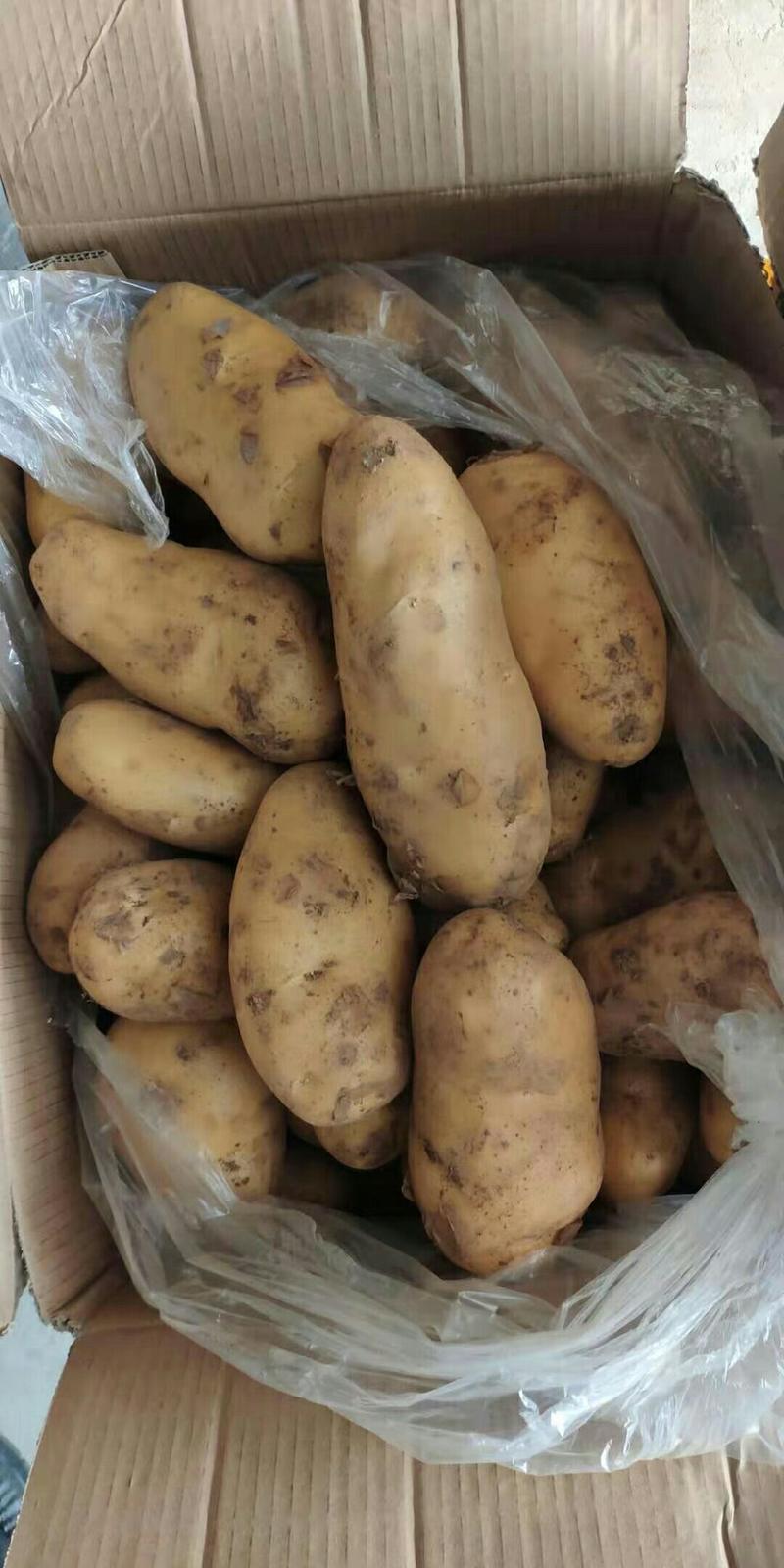 【热卖】安丘土豆大量冷库储存，规格多样可加工水洗可发商超
