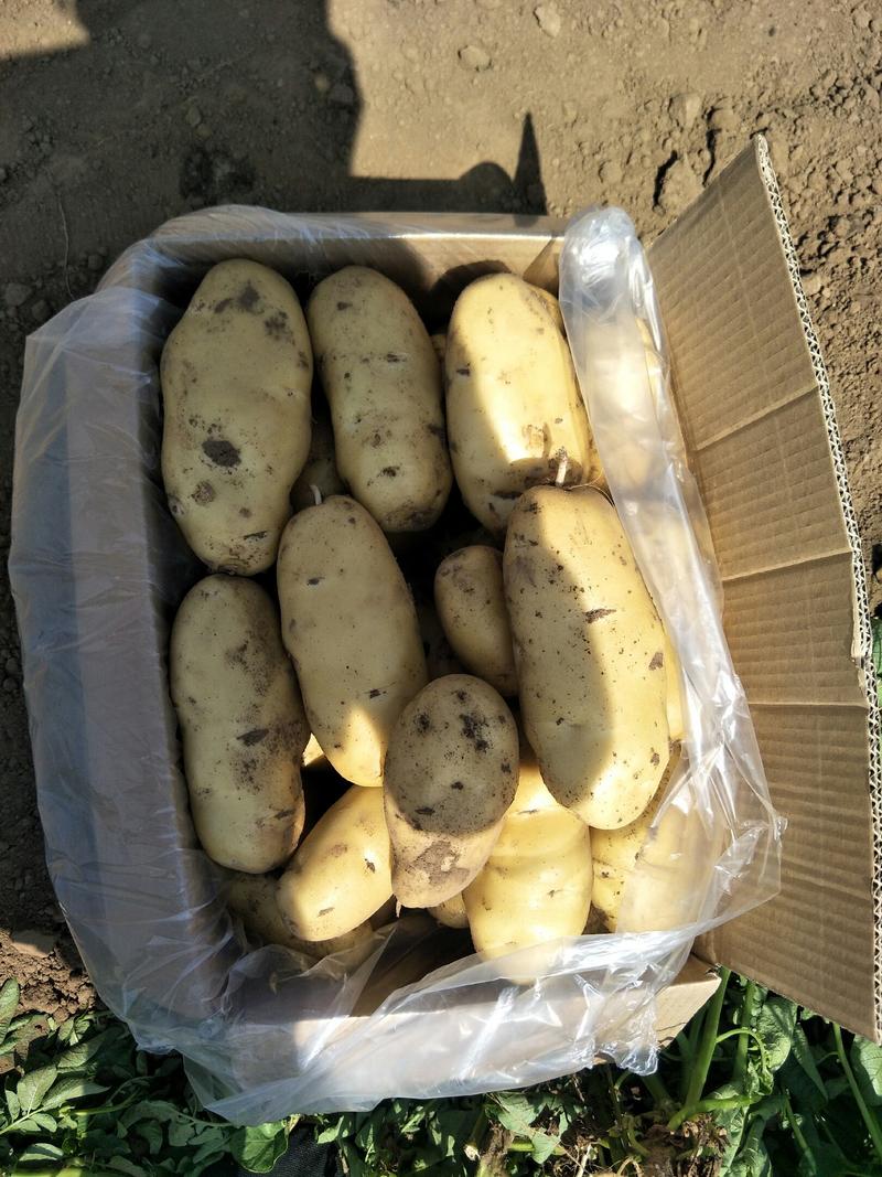 【低价批发】安丘荷兰十五土豆各种规格，精品畅销全国发货