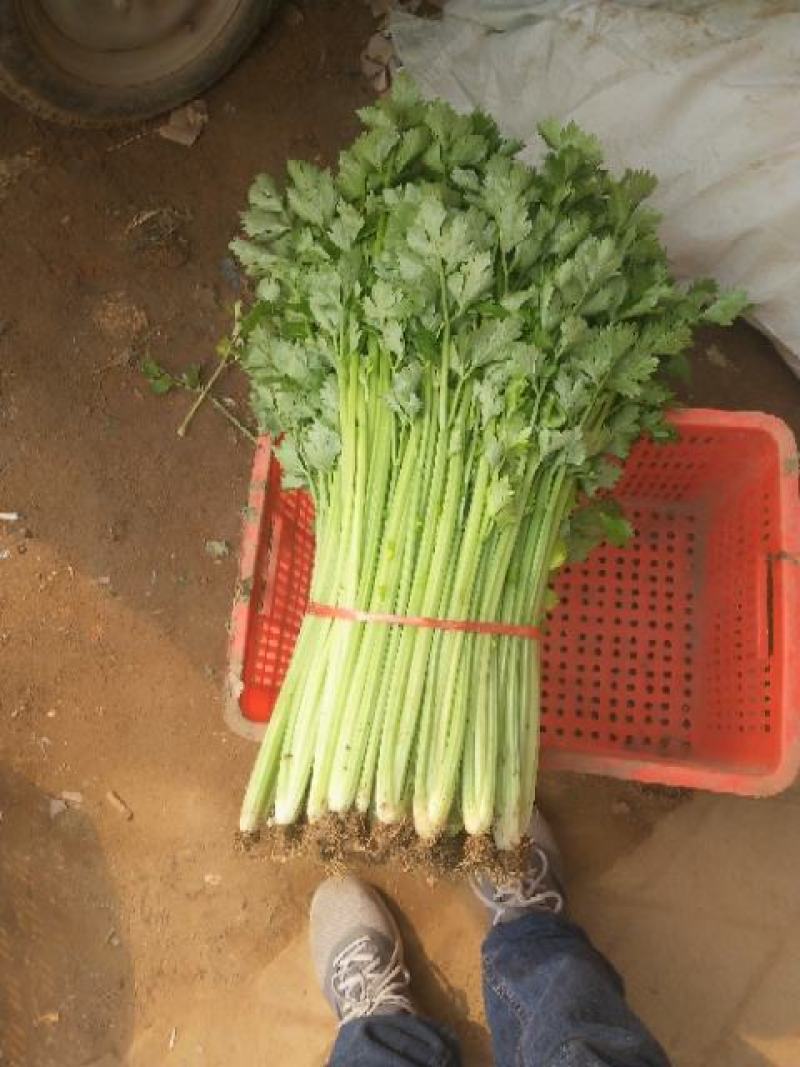 细棵芹菜大量上市欢迎光临考察