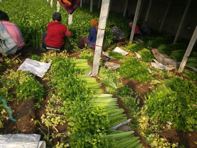 细棵芹菜大量上市欢迎光临考察