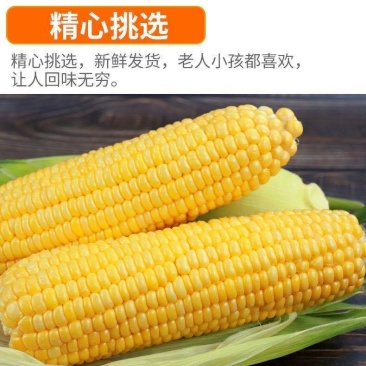 广东水果甜玉米现摘现发新鲜水果整箱包邮3斤丿6斤丿10斤