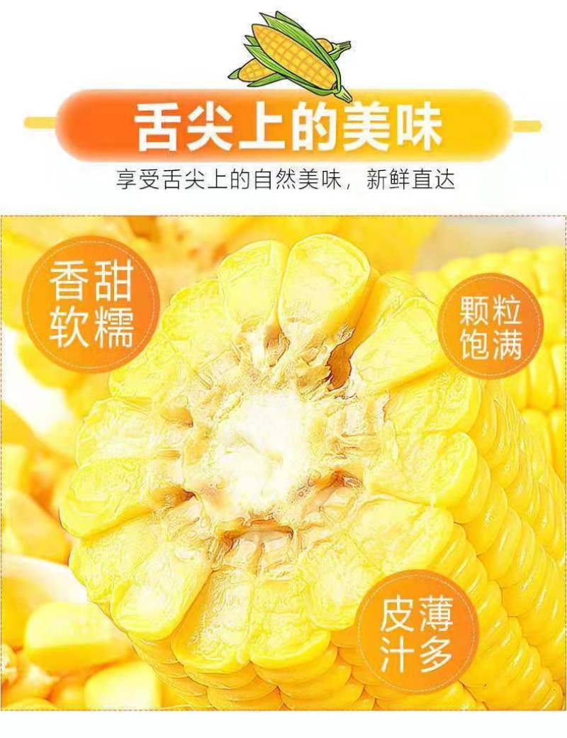 广东水果甜玉米现摘现发新鲜水果整箱包邮3斤丿6斤丿10斤