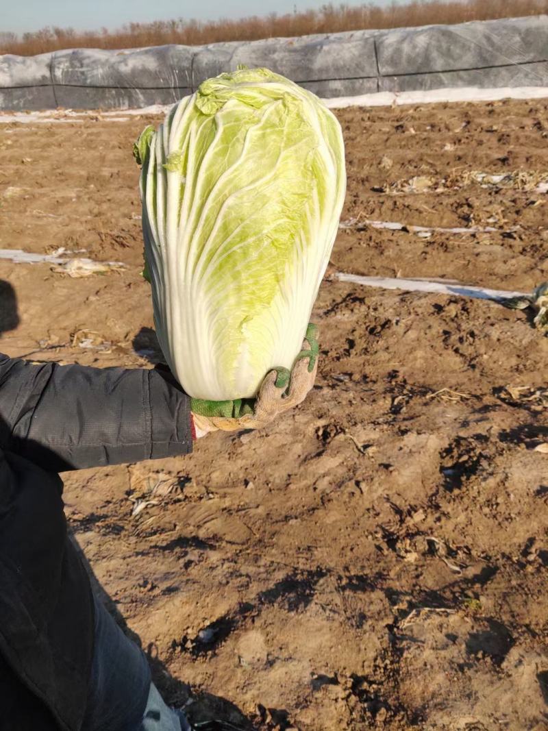 大白菜安丘大白菜热卖中可以给市场超市采购提供一条龙服务
