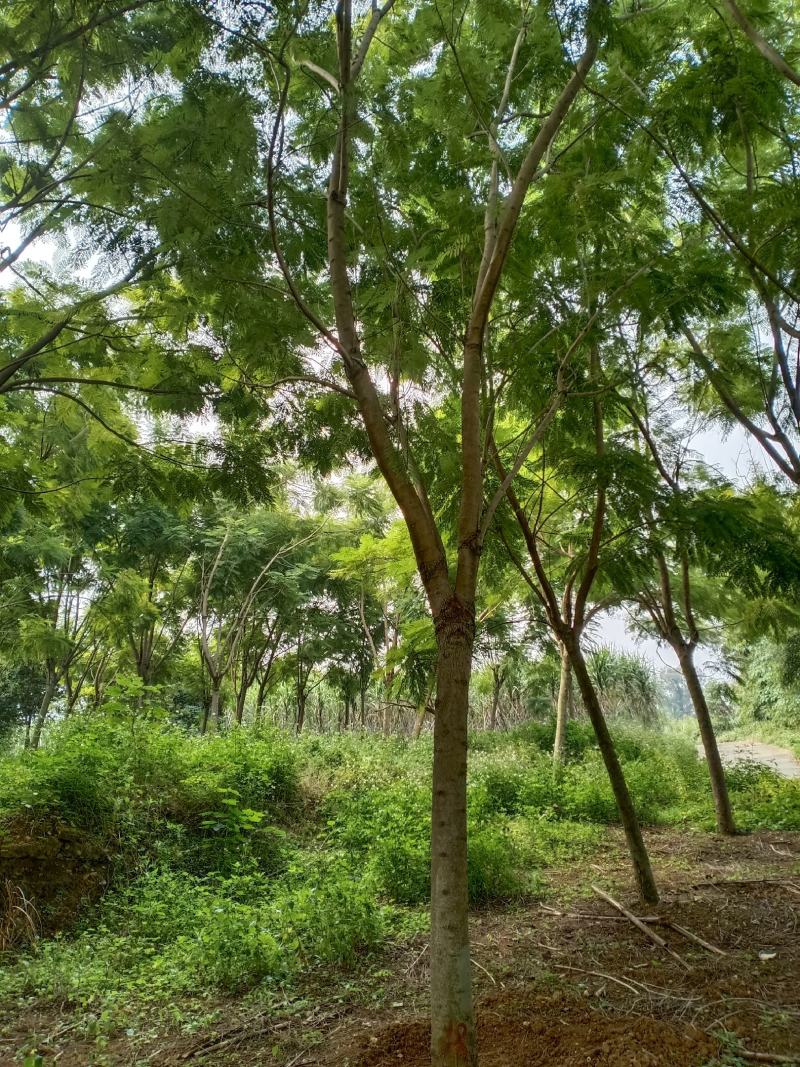 蓝花楹地苗20分出售