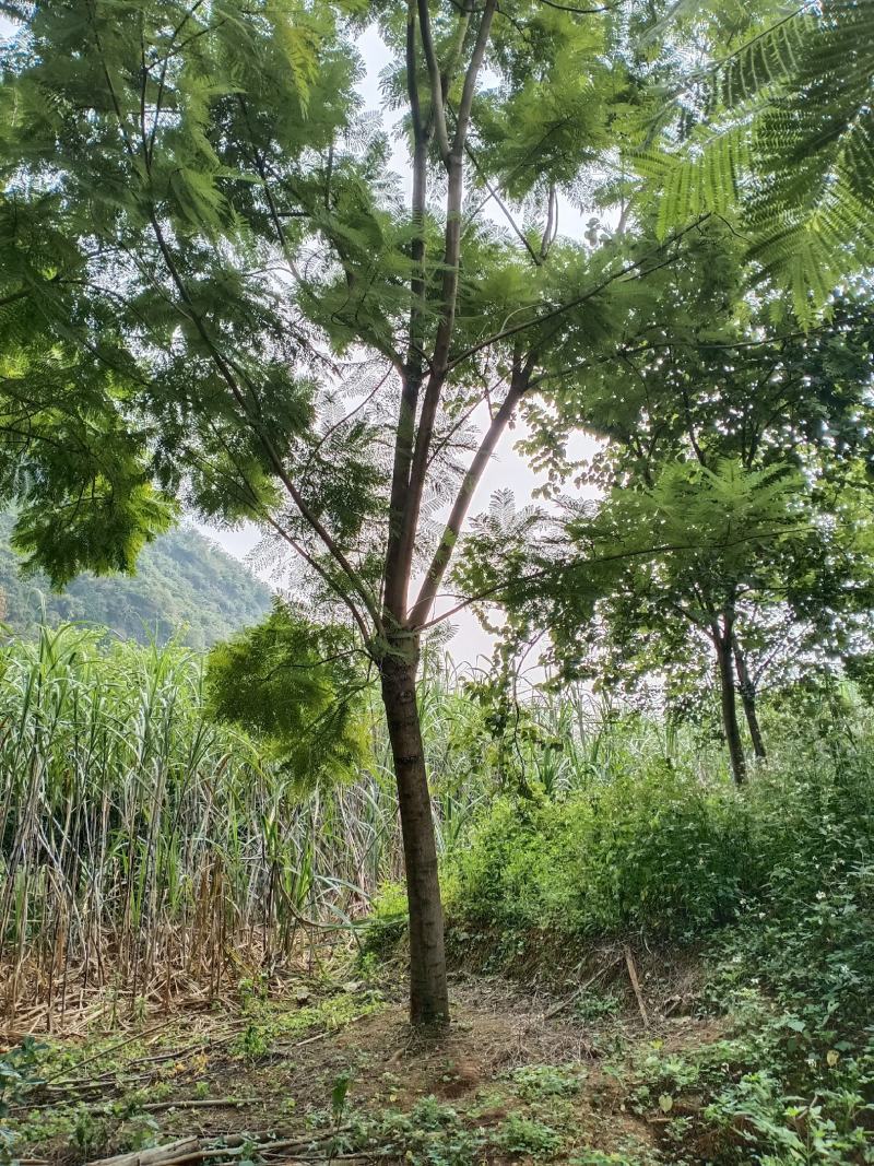 蓝花楹地苗20分出售