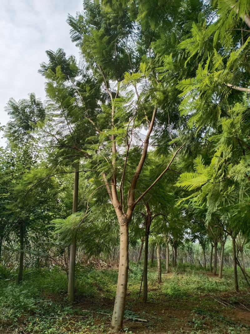 蓝花楹地苗20分出售