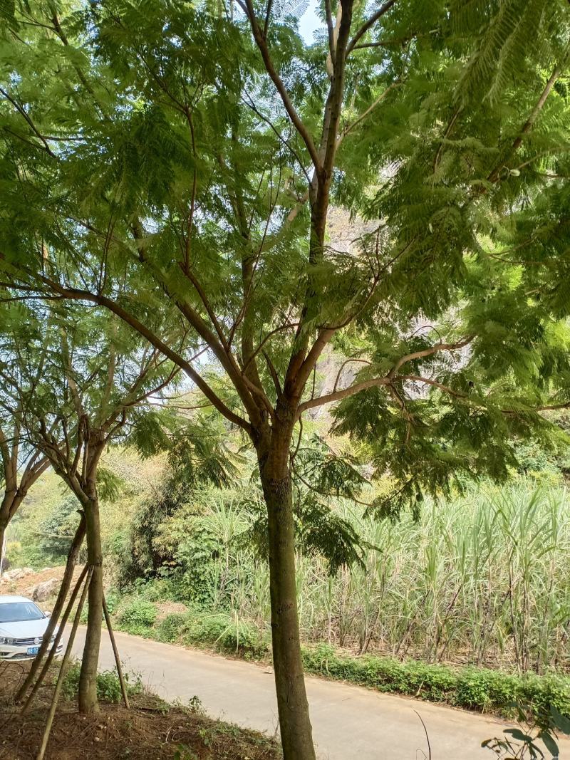 蓝花楹地苗20分出售