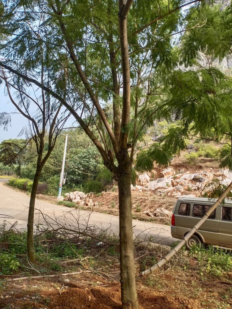 蓝花楹地苗20分出售