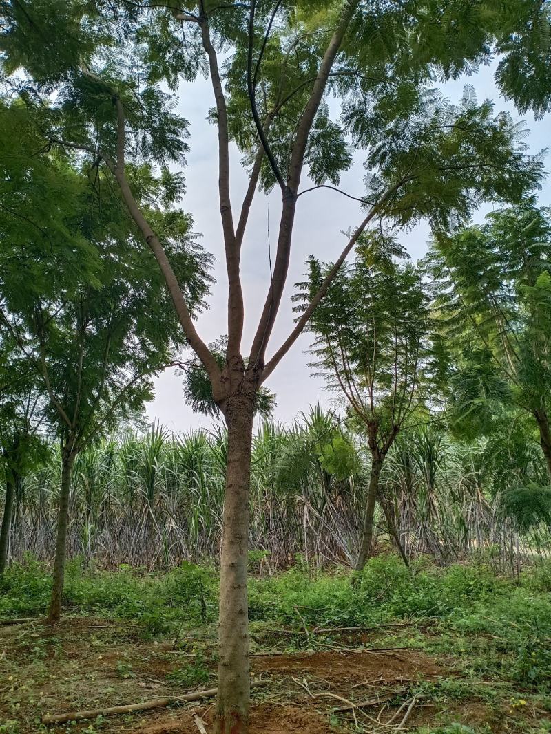 蓝花楹地苗20分出售