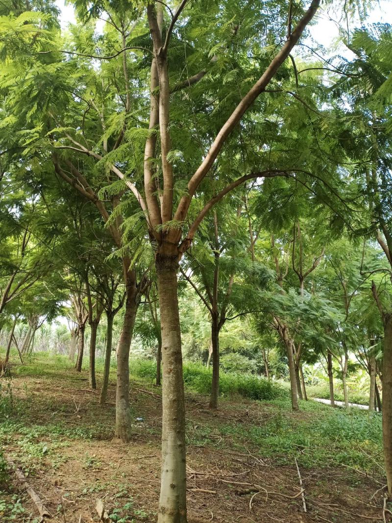 蓝花楹地苗20分出售