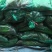 安丘铁杆青香菜冷库香菜大量低价供应可加工高矮规格多样