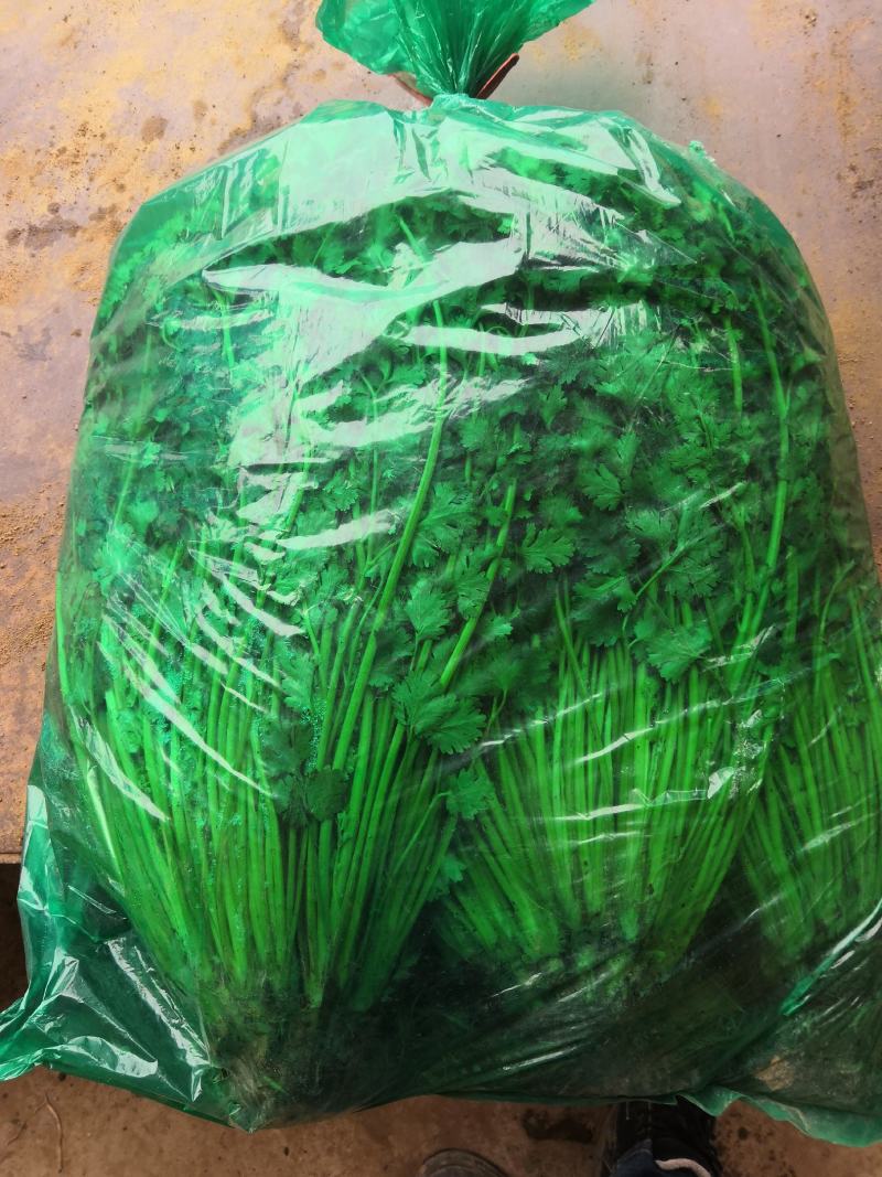 安丘铁杆青香菜冷库香菜大量低价供应可加工高矮规格多样