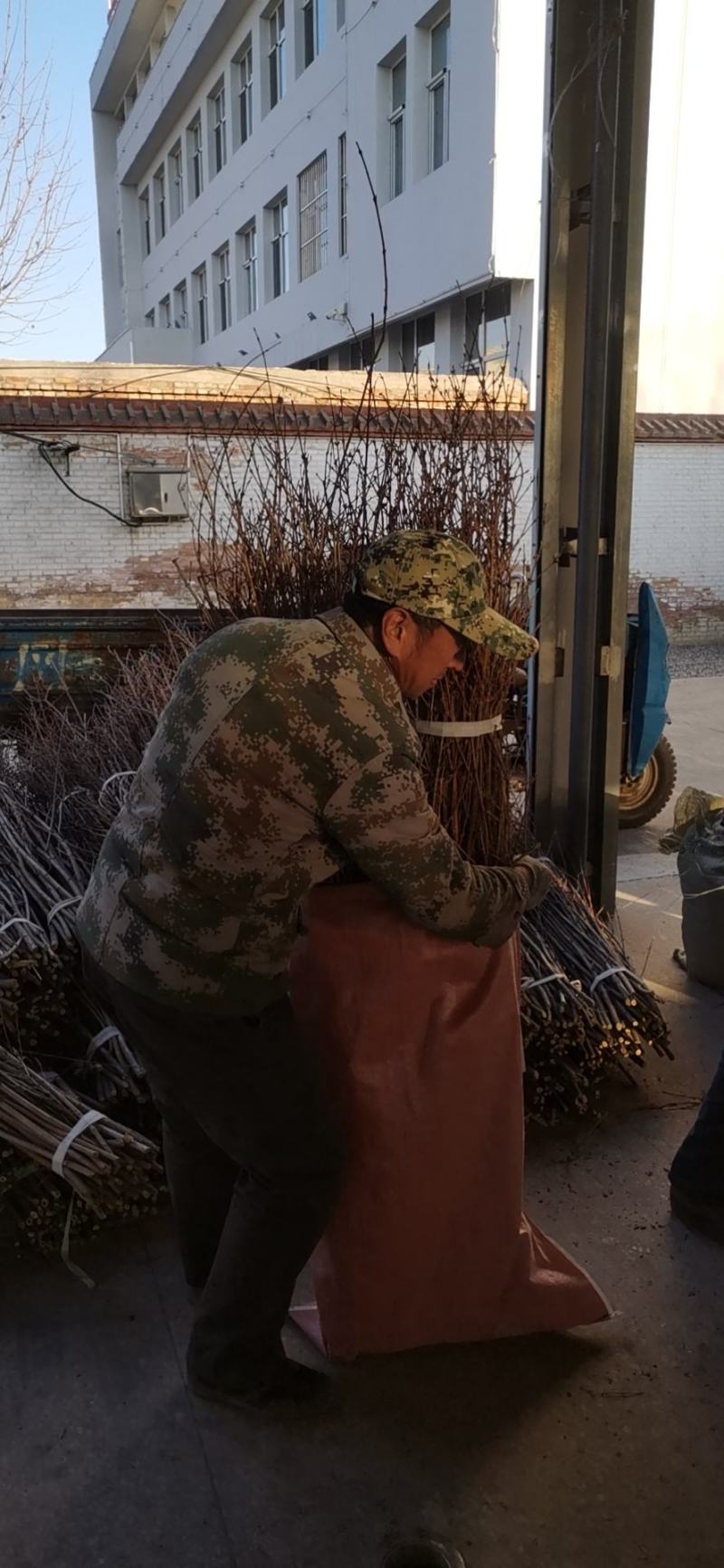 寸寸金串串金干枝花鲜花