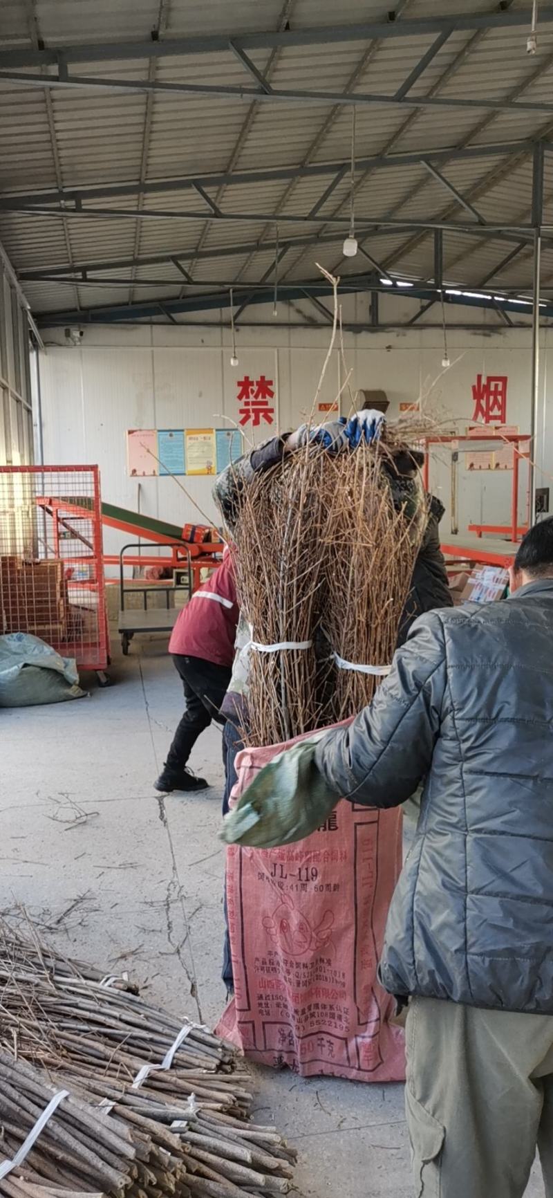 寸寸金串串金干枝花鲜花