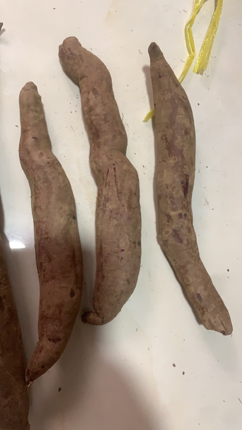 紫薯河北紫薯徐子8号。发往全国保证质量