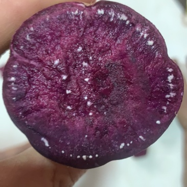 紫薯河北紫薯徐子8号。发往全国保证质量