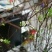 辽宁开原干枝雪柳喷雪花珍珠绣线菊花卉水养鲜枝条