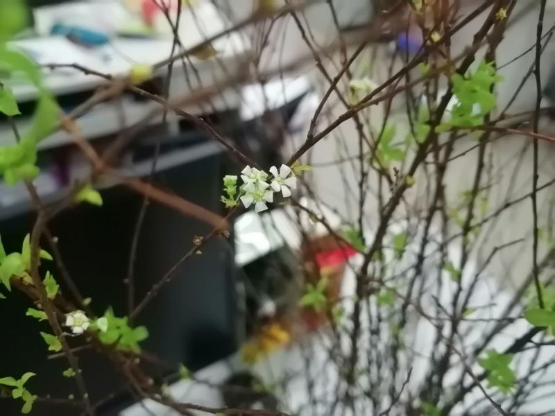 辽宁开原干枝雪柳喷雪花珍珠绣线菊花卉水养鲜枝条