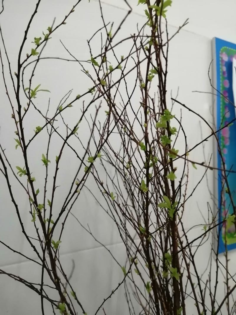 辽宁开原干枝雪柳喷雪花珍珠绣线菊花卉水养鲜枝条