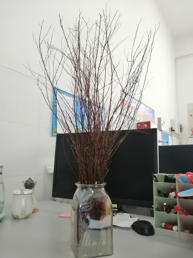 辽宁开原干枝雪柳喷雪花珍珠绣线菊花卉水养鲜枝条