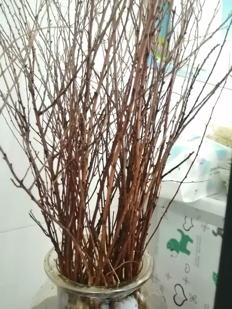 辽宁开原干枝雪柳喷雪花珍珠绣线菊花卉水养鲜枝条