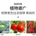 蓟冠甲维盐蓟马杀蓟马专用药瓜蓟马茄子果树蓟马杀虫卵杀