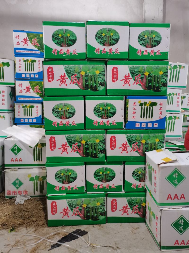 甘肃白银靖远花儿新村精品密刺黄瓜大量上市中