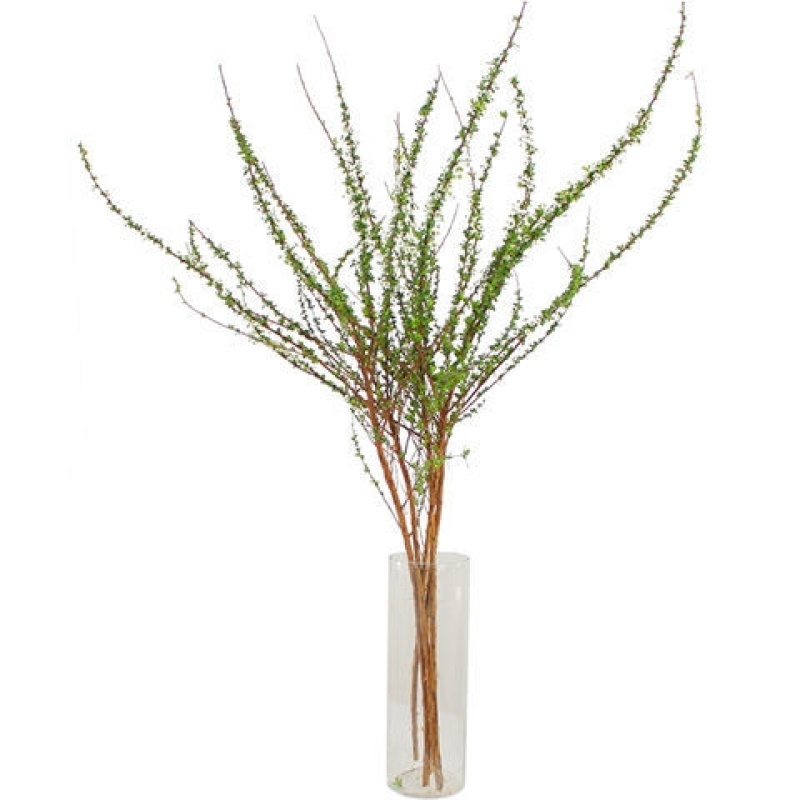 辽宁开原干枝雪柳喷雪花珍珠绣线菊花卉水养鲜枝条