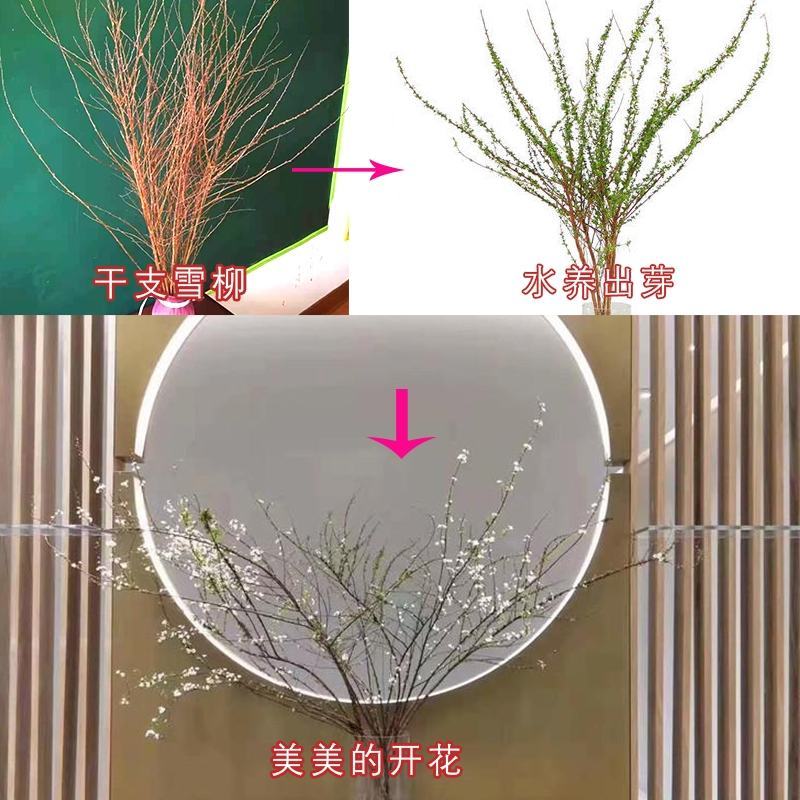 辽宁开原干枝雪柳喷雪花珍珠绣线菊花卉水养鲜枝条