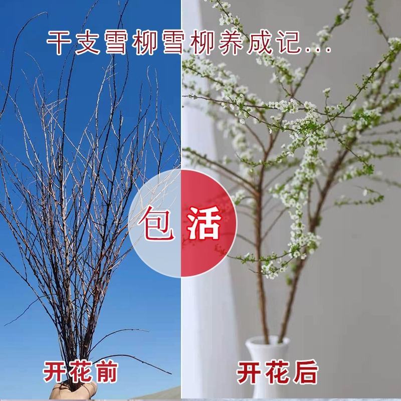 辽宁开原干枝雪柳喷雪花珍珠绣线菊花卉水养鲜枝条