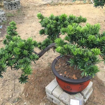 造型专用罗汉松庭院树苗盆景树桩绿植发货带大土球