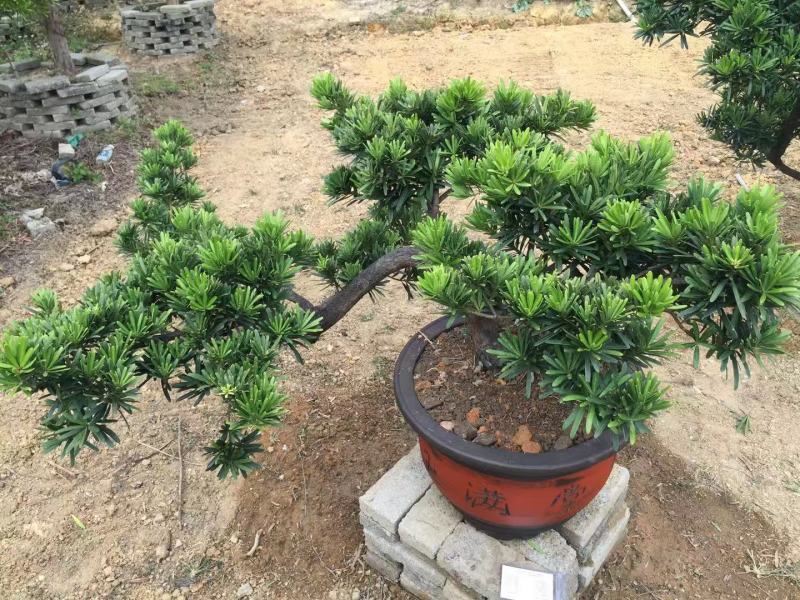 造型专用罗汉松庭院树苗盆景树桩绿植发货带大土球