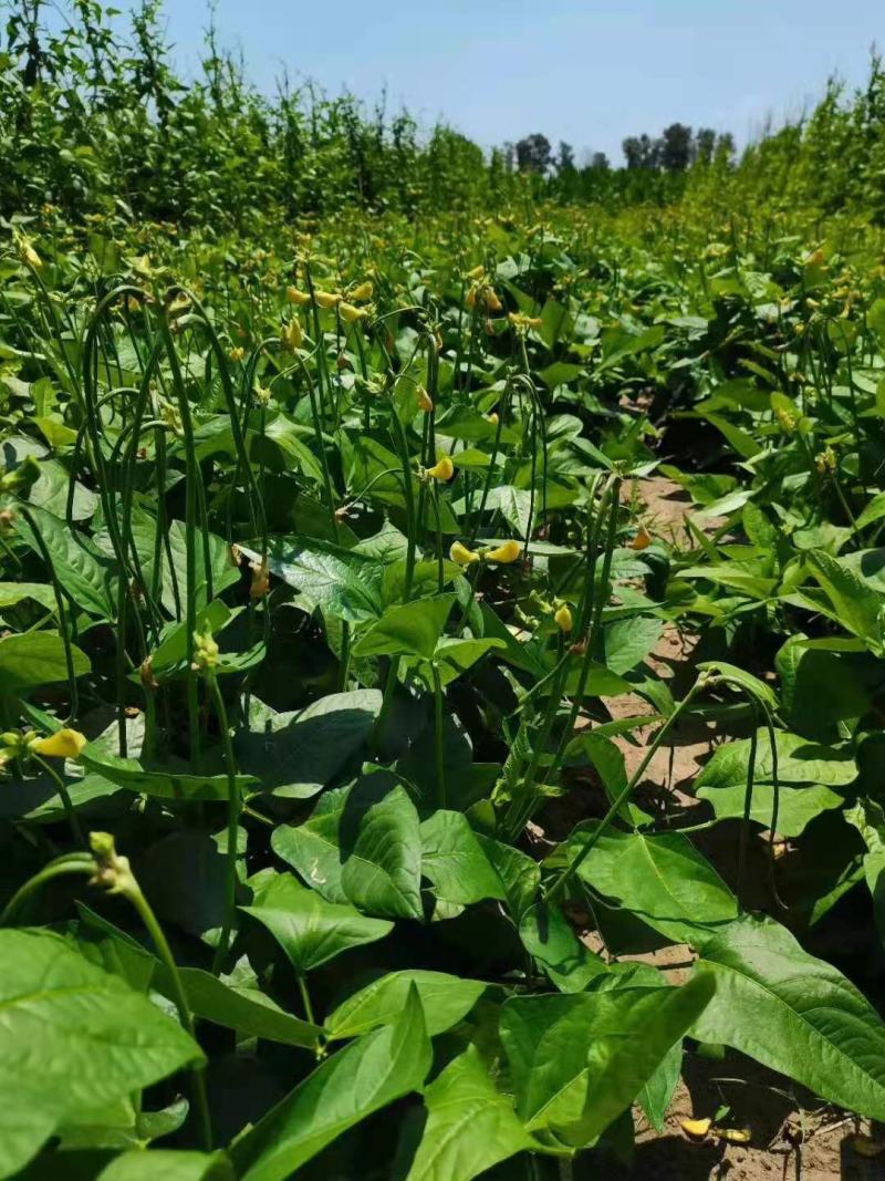 精选郑研欧兰德宏雨无架豆角种子结荚率高丰产性好