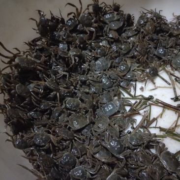 今年的大母本大闸蟹蟹苗六母八公