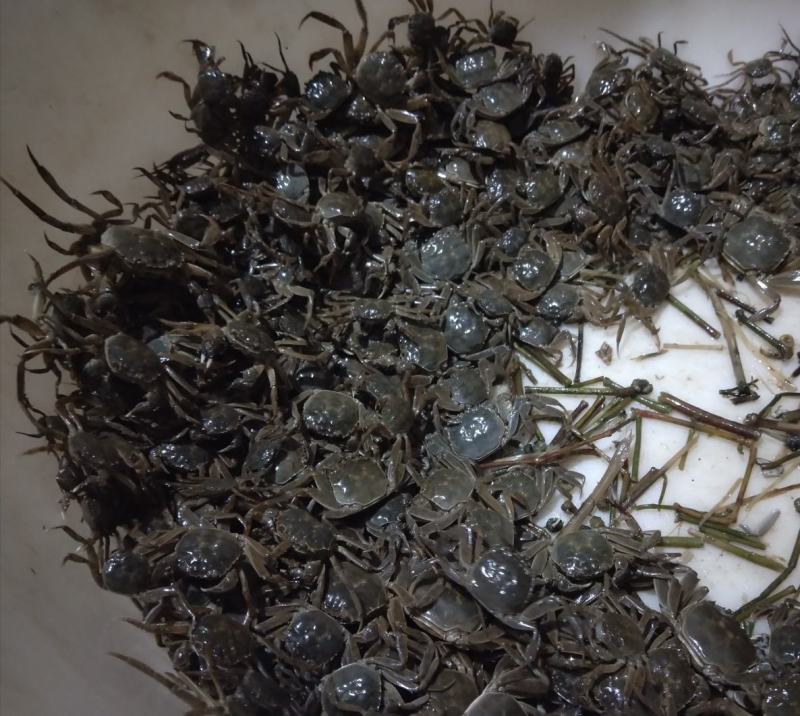 今年的大母本大闸蟹蟹苗六母八公