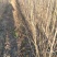 乌桕小苗2公分