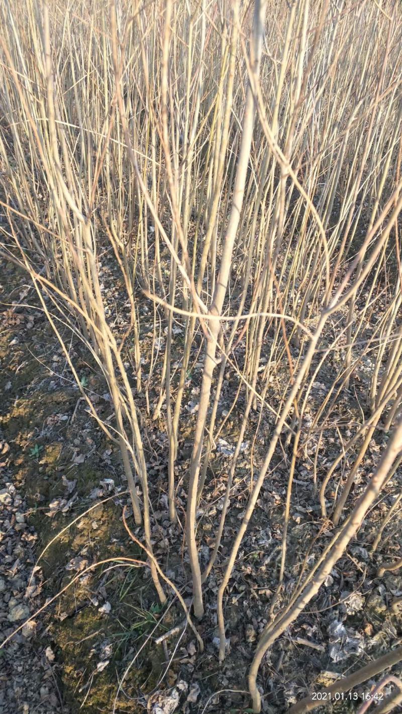 乌桕小苗2公分