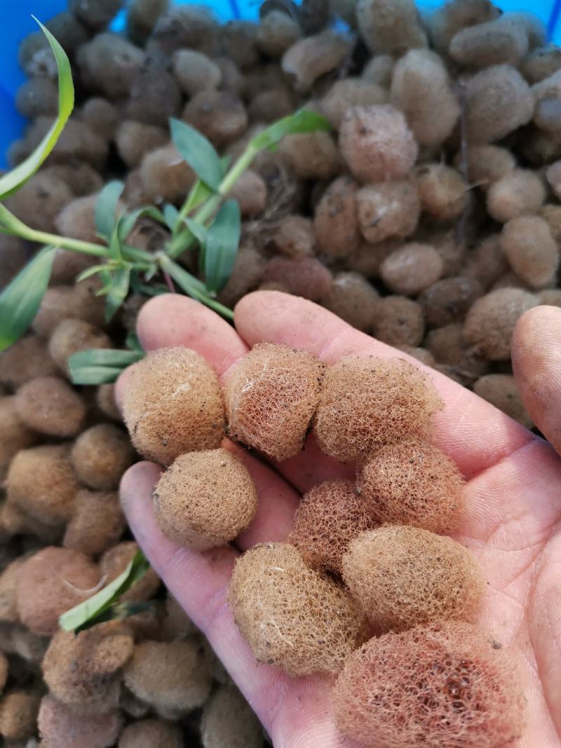 水蛭卵茧，宽体金线蛭，黄苗长势快
