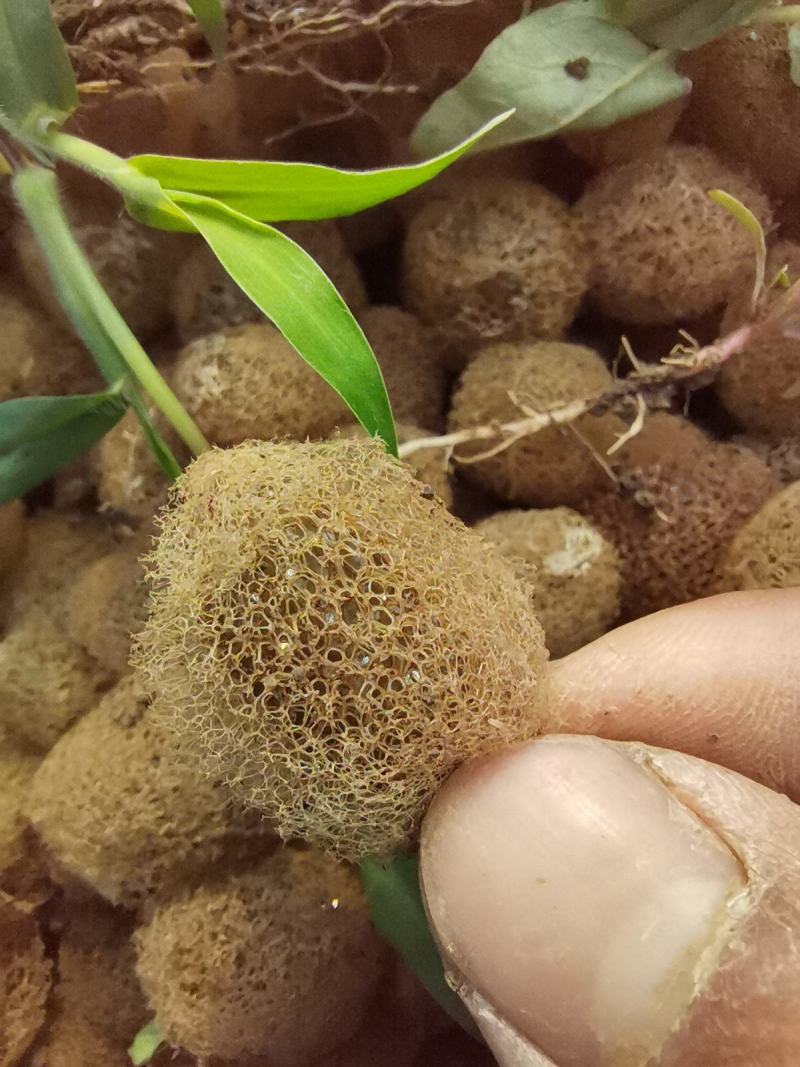 水蛭卵茧，宽体金线蛭，黄苗长势快
