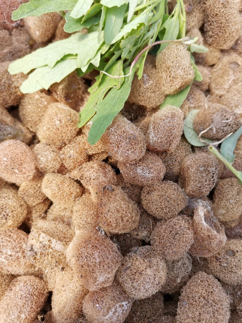 水蛭卵茧，宽体金线蛭，黄苗长势快