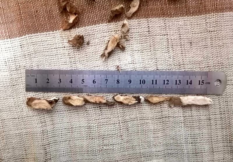 【产地直供】石菖蒲江西野生统条切片足干芳香十足
