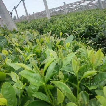 日照绿茶，产地货源，自家茶厂，用心做好茶