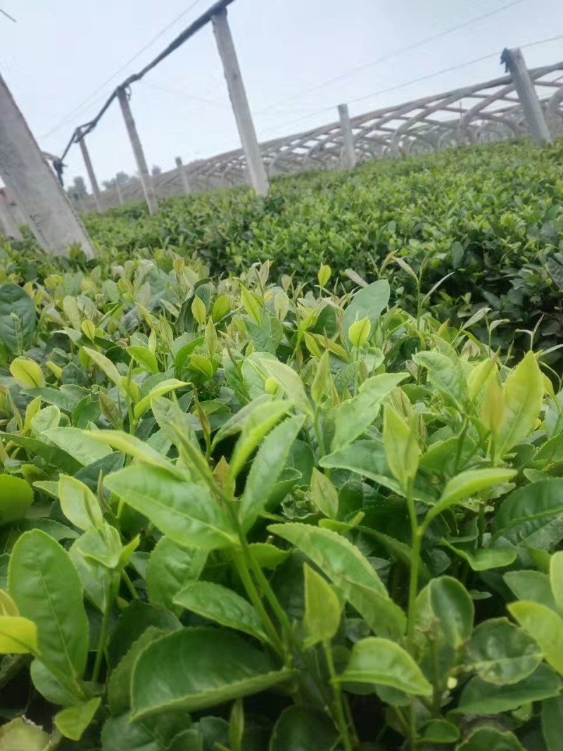 日照绿茶，产地货源，自家茶厂，用心做好茶