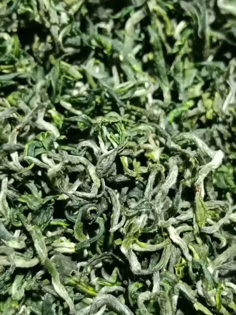 日照绿茶，产地货源，自家茶厂，用心做好茶