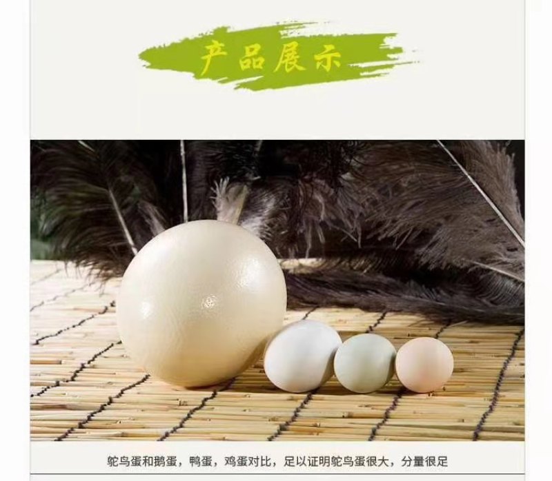 【鸵鸟蛋】养殖厂一手货源源头价格货量大全国接单承接电商餐饮