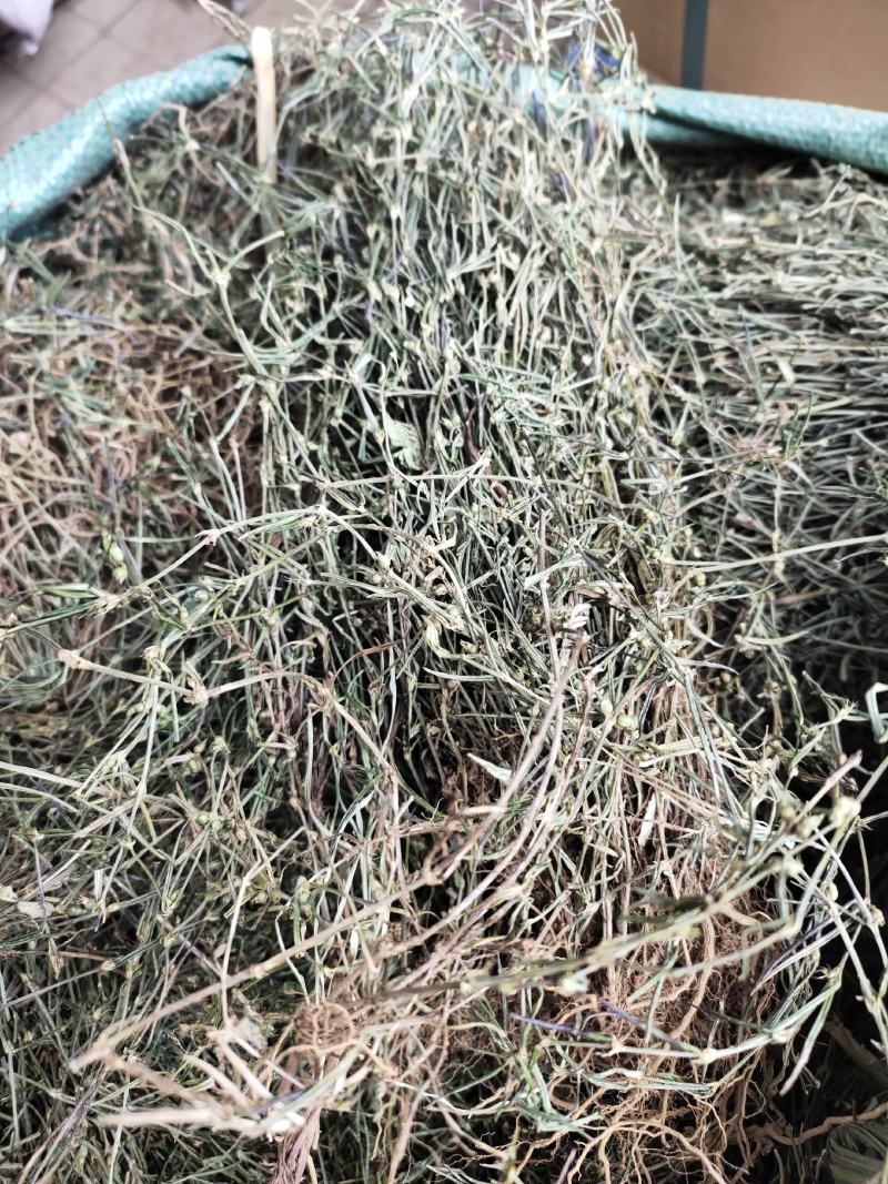 新货蛇舌草整株白花蛇舌草颜色青绿货源充足