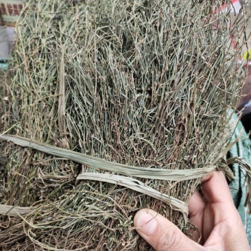 新货蛇舌草整株白花蛇舌草颜色青绿货源充足